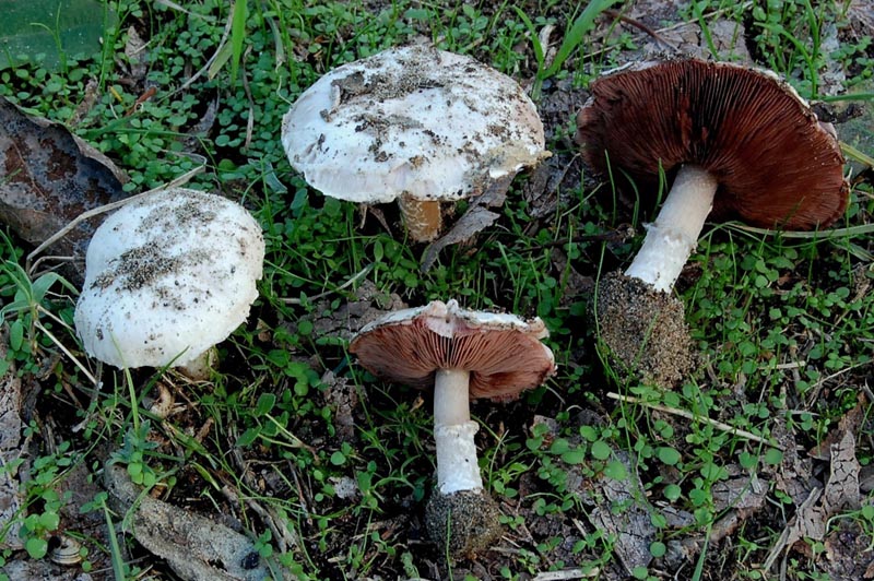Agaricus devoniensis P. D. Orton